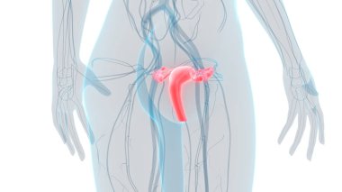 Kadın Üreme Sistemi Anatomisi. Üç Boyut