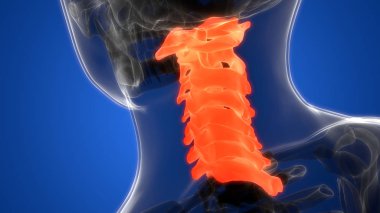 Spinal cord Anatomy (Cervical vertebrae). 3D - Illustration clipart