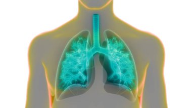 İnsan Solunum Sistemi Akciğerleri Anatomisi. Üç Boyut 