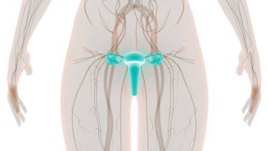 Kadın Üreme Sistemi Anatomisi. Üç Boyut