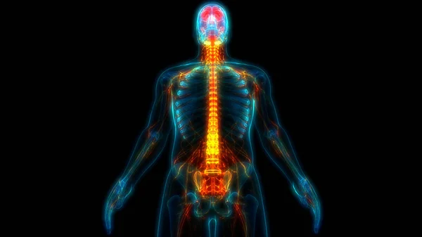 Anatomie Cérébrale Système Nerveux Central Humain — Photo