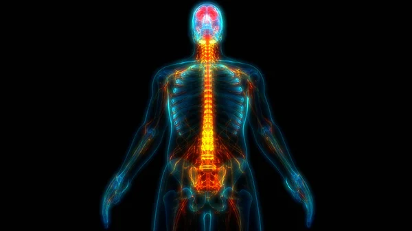 Anatomía Cerebral Del Sistema Nervioso Central Humano — Foto de Stock