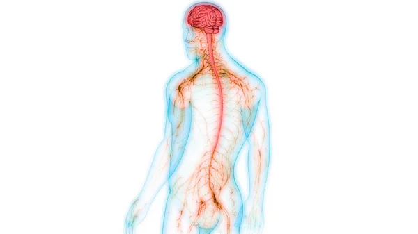 Anatomie Des Menschlichen Zentralnervensystems — Stockfoto