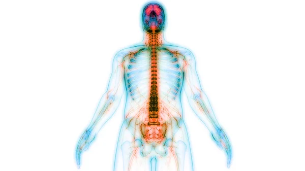 Centrala Organ För Människans Nervsystem Anatomi — Stockfoto