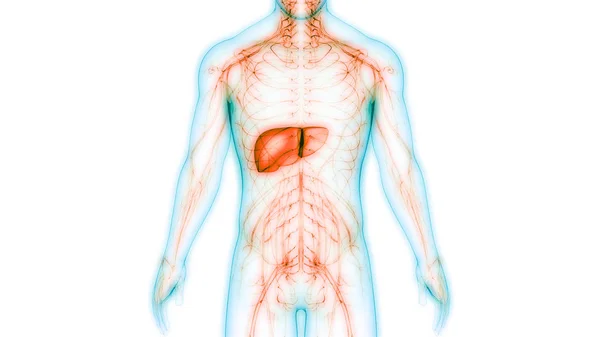 Organo Digestivo Interno Umano Anatomia Epatica — Foto Stock