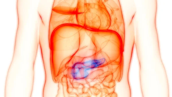 Anatomia Del Pancreas Dell Organo Digestivo Interno Umano Illustrazione — Foto Stock