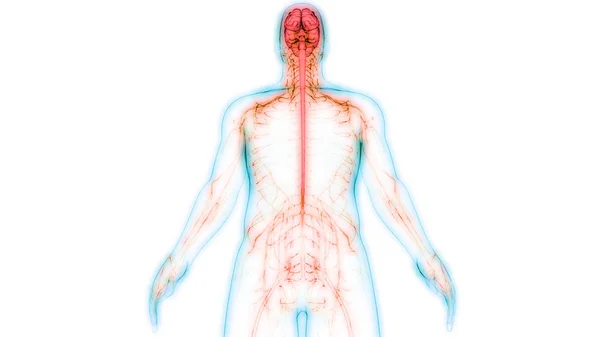 Centrala Organ För Människans Nervsystem Anatomi — Stockfoto