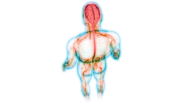 Nsan Sinir Sistemi Anatomisi Merkezi Organı — Stok fotoğraf