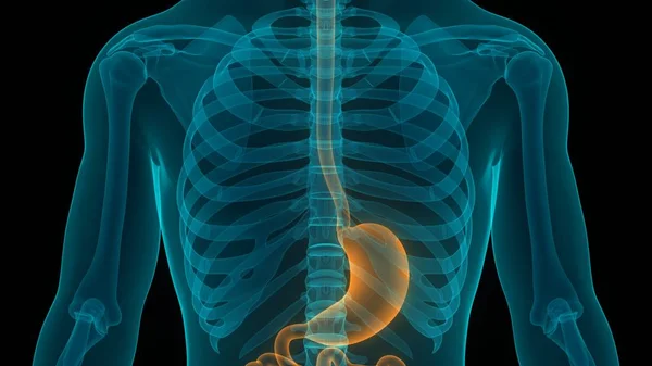 Magenanatomie Des Menschlichen Verdauungssystems Illustration — Stockfoto