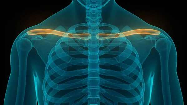 Nsan Iskelet Sistemi Köprücük Eklemi Anatomisi — Stok fotoğraf