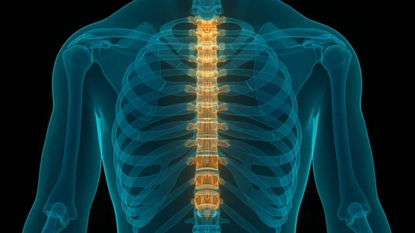 Menselijk Skelet Systeem Wervelkolom Lumbar Wervels Anatomie Illustratie — Stockfoto