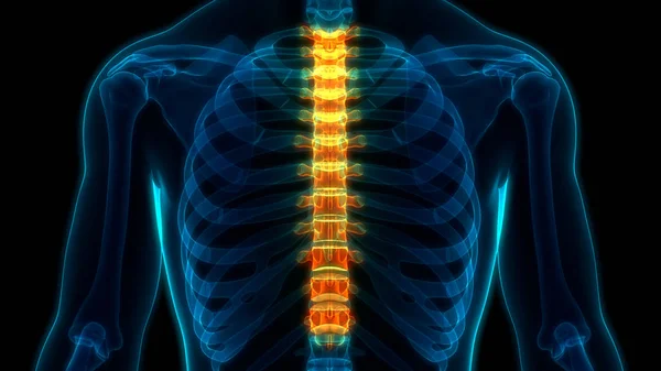 Human Skeleton System Vertebral Column Lumbar Vertebrae Anatomy. 3D - Illustration