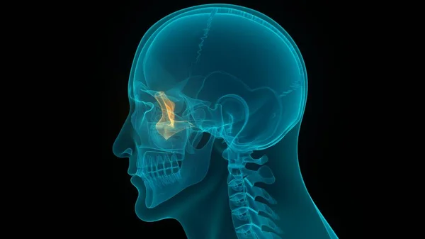 Human Skeleton System Skull Bone Parts Zygomatic Bones Anatomy — Stock Photo, Image