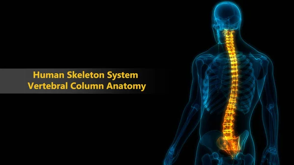 Columna Vertebral Anatomía Del Sistema Esquelético Humano — Foto de Stock