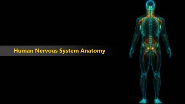Nsan Sinir Sistemi Anatomisi Boyut — Stok fotoğraf