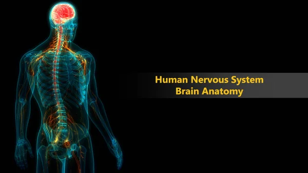 Κεντρικό Όργανο Ανατομίας Ανθρώπινου Νευρικού Συστήματος — Φωτογραφία Αρχείου