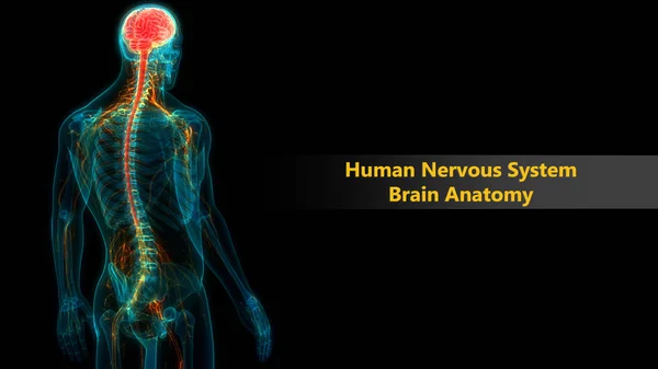 Central Organ Human Nervous System Anatomy — Stock Photo, Image