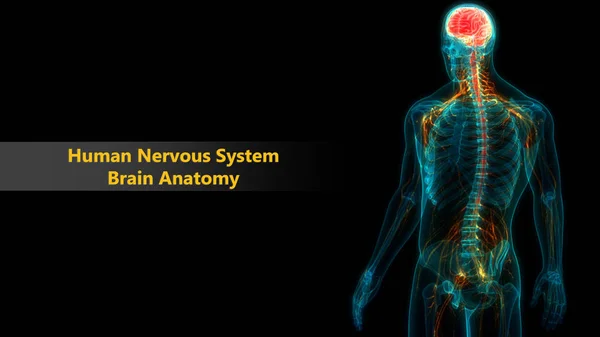 Centraal Orgaan Van Het Menselijk Zenuwstelsel Anatomie — Stockfoto