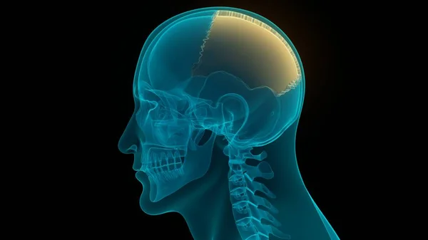 Anatomía Del Cerebro Humano Ilustración — Foto de Stock