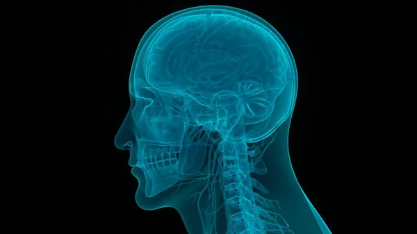 Κεντρικό Όργανο Ανατομίας Ανθρώπινου Νευρικού Συστήματος — Φωτογραφία Αρχείου