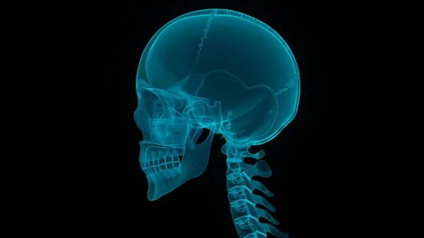 Анатомия Спинного Мозга Шейные Позвонки Иллюстрация — стоковое фото