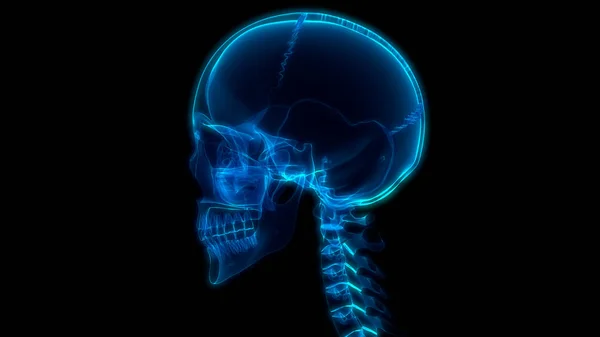 Anatomía Medular Vértebras Cervicales Ilustración —  Fotos de Stock