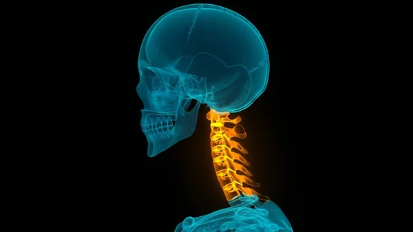 Spinal Cord Anatomy Cervical Vertebrae Illustration — Stock Photo, Image