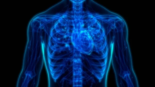 해부학 Human Circulatory System Heart Anatomy — 스톡 사진