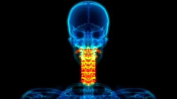 Анатомія Спинного Мозку Кервічні Хребці Ілюстрація — стокове фото