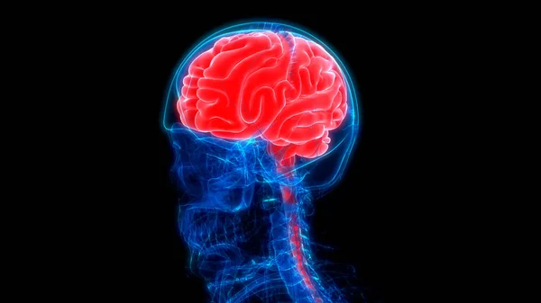 Centralny Organ Anatomii Ludzkiego Układu Nerwowego — Zdjęcie stockowe
