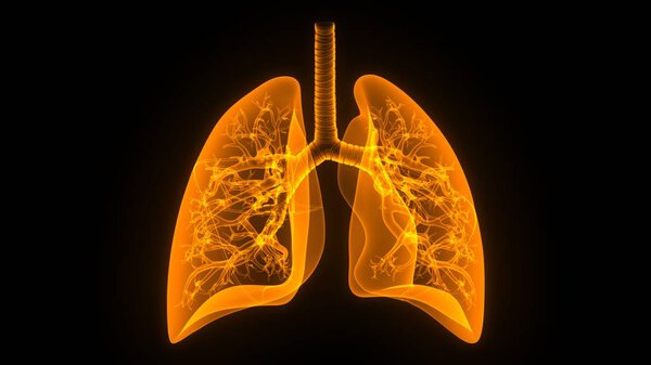 Human Respiratory System Lungs Anatomy. 3D 