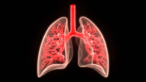 Human Respiratory System Lungs Anatomy. 3D