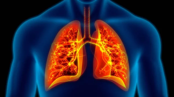 Anatomia Polmonare Del Sistema Respiratorio Umano — Foto Stock