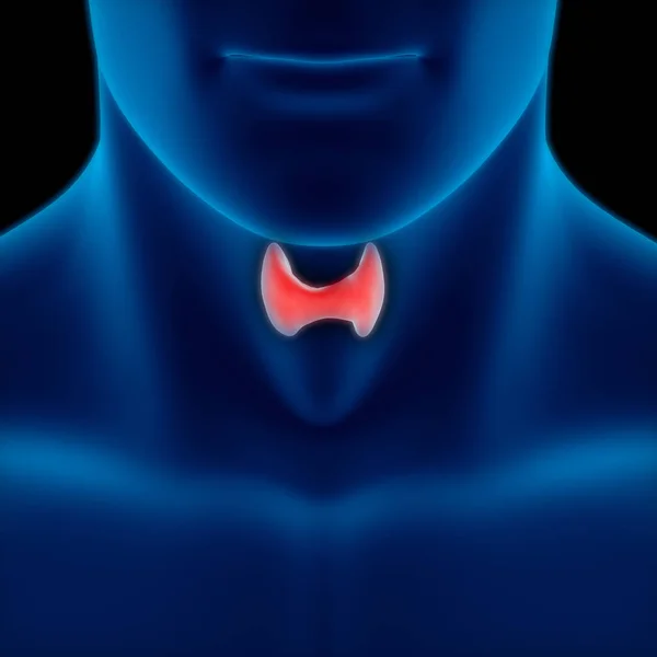 Human Body Glands Thyroid Gland Anatomy. 3D - Illustration