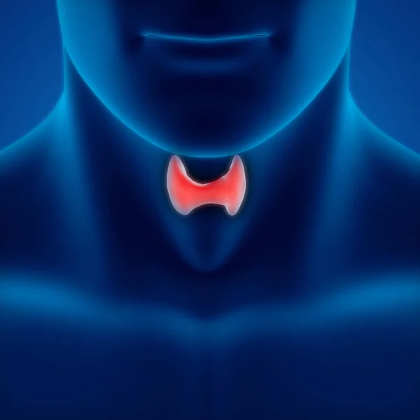 Human Body Glands Thyroid Gland Anatomy Illustration — Stock Photo, Image