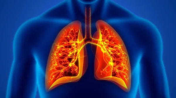 Anatomie Pulmonaire Système Respiratoire Humain — Photo