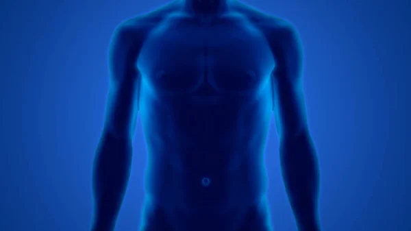 人的男性肌肉解剖 — 图库照片