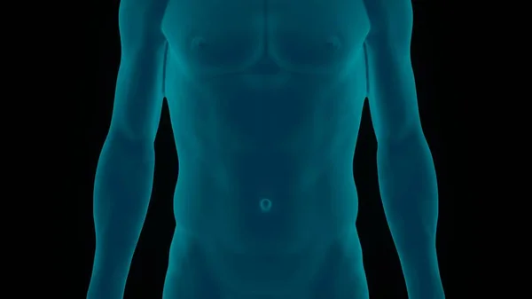 Human Male Muscle Body Anatomy. 3D