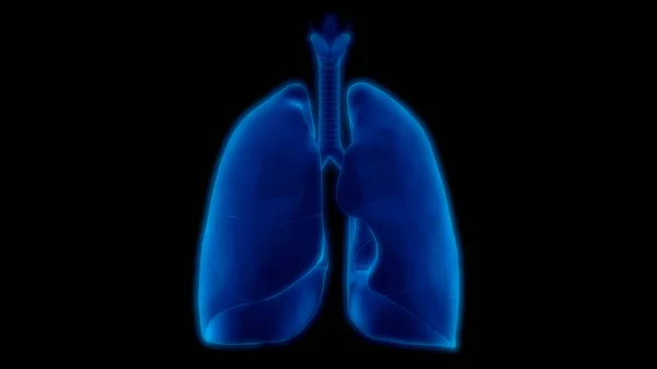 Human Respiratory System Lungs Anatomy — Stock Photo, Image