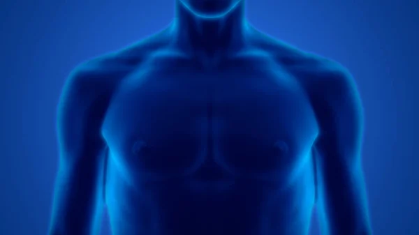 Human Male Muscle Body Anatomy. 3D