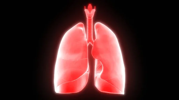 Human Respiratory System Lungs Anatomy — стокове фото