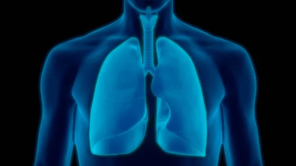 Human Respiratory System Lungs Anatomy — стокове фото