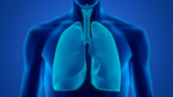 Human Respiratory System Lungs Anatomy — стокове фото