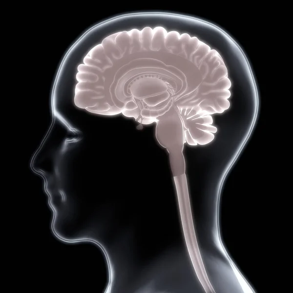 Zentralorgan Des Menschlichen Nervensystems Anatomie — Stockfoto