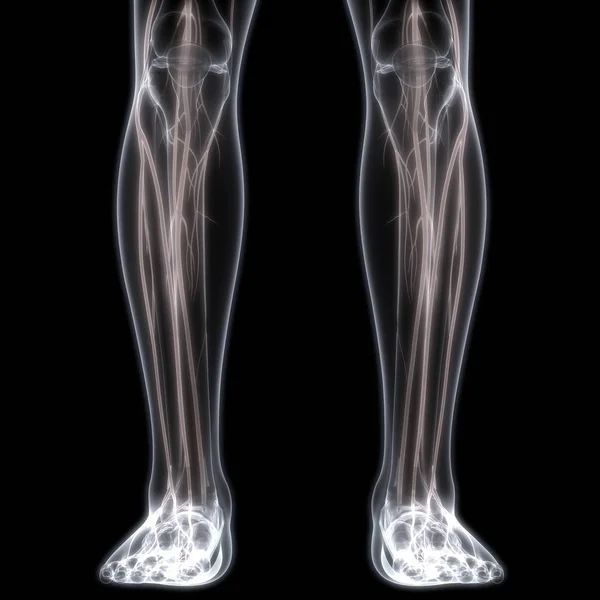 Articulações Pernas Humanas Com Músculos — Fotografia de Stock