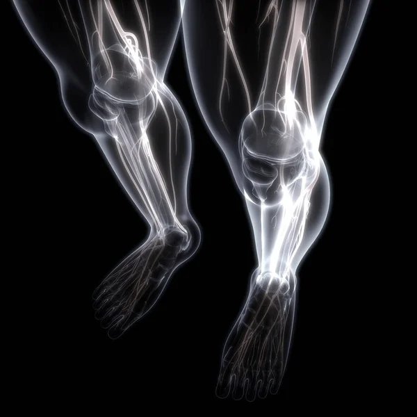 Human Legs Joints Muscles — Stockfoto