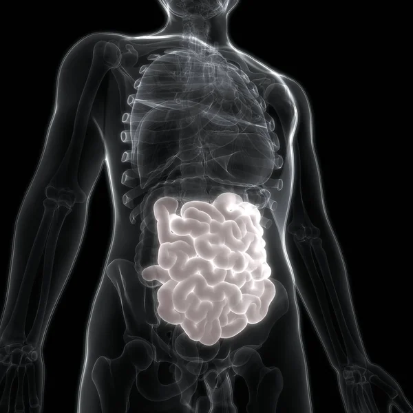 Sistema Digestivo Humano Anatomia Intestinal Grande Pequena Ilustração — Fotografia de Stock