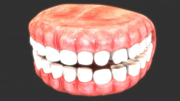Ανθρώπινο Σαγόνι Απεικόνιση Των Δοντιών — Φωτογραφία Αρχείου