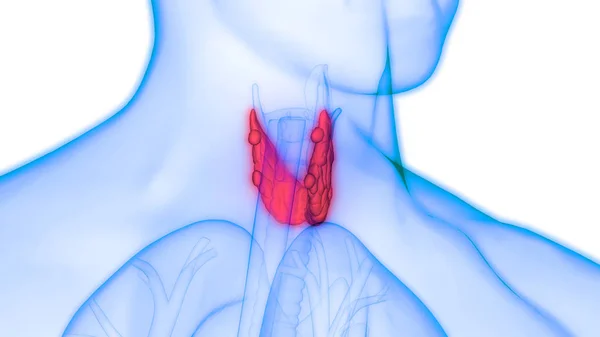 Human Body Glands Thyroid Gland Anatomy Illustration — Photo