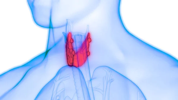 Emberi Test Mirigyek Pajzsmirigy Gland Anatómia Illusztráció — Stock Fotó